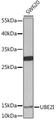 Western Blot: UBE2I/Ubc9 AntibodyBSA Free [NBP2-95142]